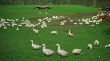 Herd of white geese in green meadow on farm in Bavaria, Germany. Domestic, captive geese Anser anser domesticus standing on grassy meadow. Livestock farming in Deutschland. video