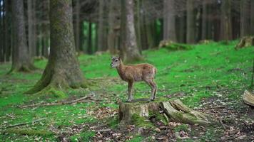 Little deer in woods. Baby deer in forest. Small roe in nature in forest area. Roe child in a wooded park. Wild animal in their natural environment. Odocoileus virginianus. Cervidae. Hirsche. video