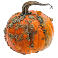 Warty Orange Pumpkin with Dried Stem png