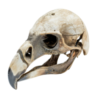Close-up of a Bird Skull with Open Eye Sockets png