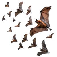 A Group of Bats in Flight Against a Black Background png