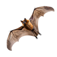 A Close-Up View of a Flying Bat with Open Wings png