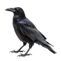 A Close-Up of a Raven with Sharp Talons and Black Feathers png