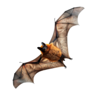 A Flying Fox Bat with Spread Wings Against a Black Background png