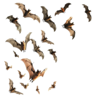 A Group of Bats in Flight Against a Black Background png