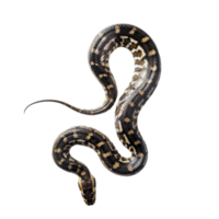 Top view of snake with natural pattern crawling on transparent background png