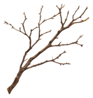 Dry tree branch with twigs and no leaves displayed png
