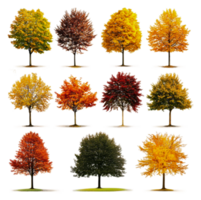 Varied autumn trees showcasing vibrant fall colors, cut out - stock . png