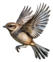 A bird in flight displaying its elegant wings, cut out - stock . png