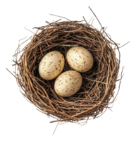 Nest with three speckled eggs in natural setting, cut out - stock . png