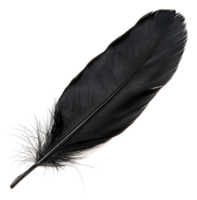 Elegant black feather lying on a white surface, cut out - stock . png