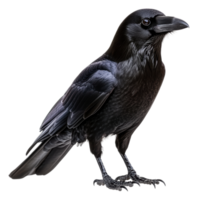 A raven perched elegantly on a branch at dusk, cut out - stock . png