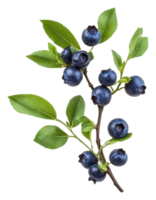 Fresh blueberries on a branch with green leaves, cut out - stock . png