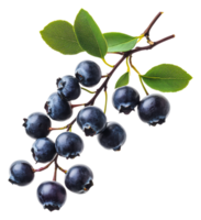 Fresh blueberries on a branch with green leaves, cut out - stock . png
