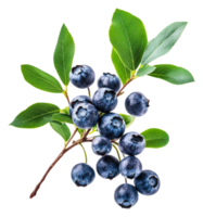 Fresh blueberries on a branch with green leaves, cut out - stock . png