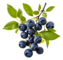 Fresh blueberries on a branch with green leaves, cut out - stock . png