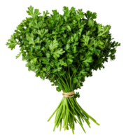 Fresh parsley bundle on display with green leaves, cut out - stock . png