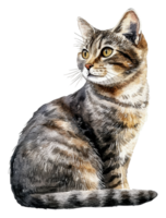 Graceful striped tabby on white, cut out - stock . png