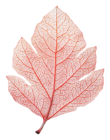 Delicate red leaf with intricate vein patterns, cut out - stock . png