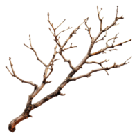 Bare tree branch with multiple small twigs, cut out - stock . png