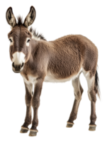 Young donkey standing in a studio setting, cut out - stock . png
