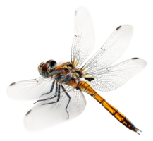 Close-up of a resting dragonfly, cut out - stock . png