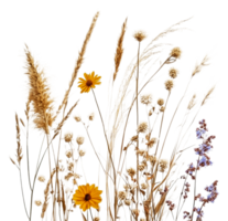 Minimalist display of colorful flowers, cut out - stock . png