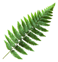 Lush green fern leaf isolated on white background, cut out - stock . png
