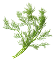 Fresh dill sprig ready for culinary use in cooking, cut out - stock . png