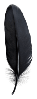 de cerca de un negro pluma en un blanco fondo, cortar fuera - valores . png