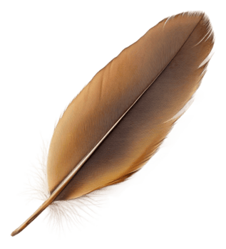 marrón pluma de cerca en blanco fondo, cortar fuera - valores . png