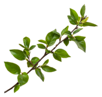 Green branch with leaves on white, cut out - stock . png