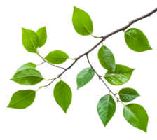 Green leaves on branch, white background, cut out - stock . png