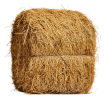 Sunny field with stacked hay bales, cut out - stock . png