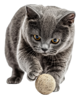 Grey cat playing with a ball of yarn indoors, cut out - stock . png
