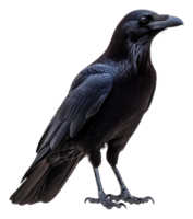 A raven stands on a branch in a forest setting, cut out - stock . png