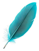 Vibrant blue feather resting on a white background, cut out - stock . png