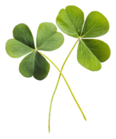 Lucky clover on white spring background, cut out - stock . png