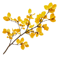 Bright yellow autumn leaves on a branch in nature, cut out - stock . png