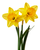 Bright yellow daffodils blooming in early spring, cut out - stock . png