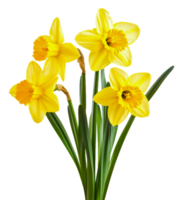 Bright yellow daffodils in a simple arrangement, cut out - stock . png