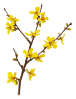 Spring branch with yellow blossoms, cut out - stock . png