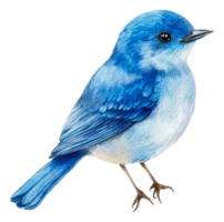 Blue bird perched quietly on a branch in spring, cut out - stock . png