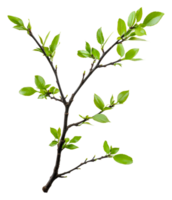 Fresh green leaves on a branching twig in spring, cut out - stock . png