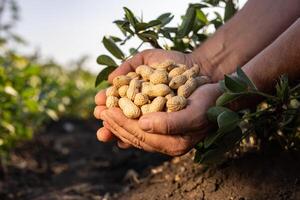 A farmer holding freshly harvested peanuts with roots in a field photo
