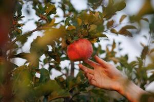 hand reaching for a perfectly ripe apple, apple harvest in the garden photo