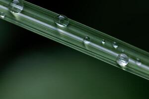 green leaves with dew drops and rain close up, rain concept, hosta leaves photo