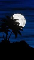 A full moon is seen over a palm tree in the night video