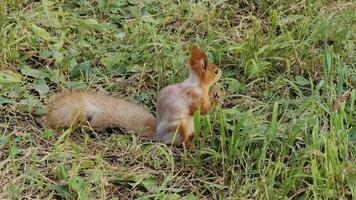 Curious squirrel happily munching on a nut in a sunny meadow video