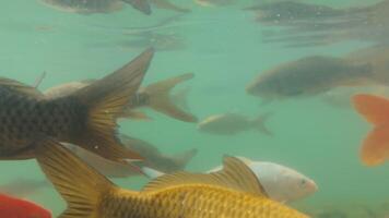 Diverse array of fish gracefully swimming beneath the surface of a serene pond video